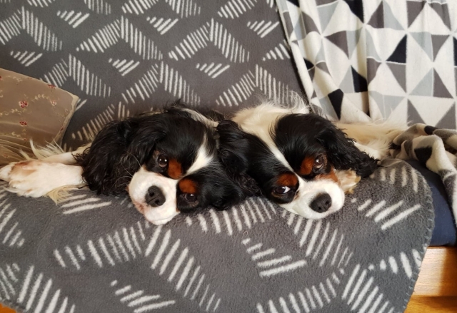 The MT backup dancers