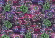 mistythreads-fabric-AAD-SEDP
